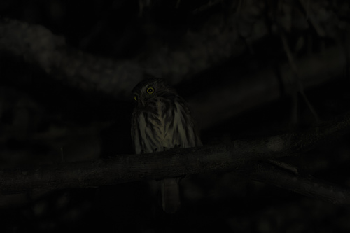 Pacific Pygmy Owl (Glaucidium peruanum), photo 4