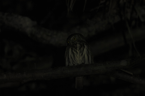 Pacific Pygmy Owl (Glaucidium peruanum), photo 8