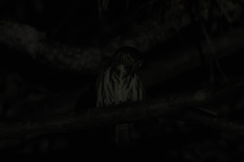 Pacific Pygmy Owl (Glaucidium peruanum), photo 5