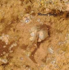 Pleurodema nebulosum