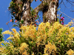 Oncidium sphacelatum