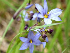 Sisyrinchium albidum