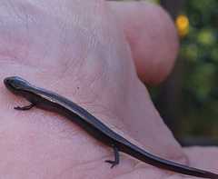 Hemiergis decresiensis