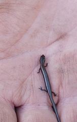 Hemiergis decresiensis