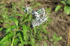 Amsonia