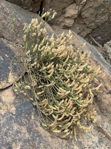 Elytraria imbricata, photograph 5
