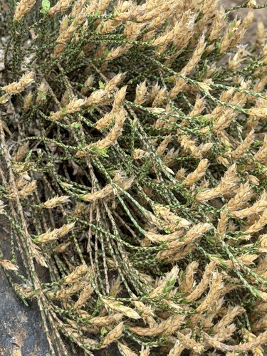 Elytraria imbricata, photograph 6