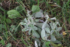 Gamochaeta ustulata, photograph (c) Therese Phillips, some rights reserved (CC BY)