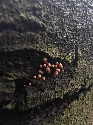 Nectria pseudotrichia