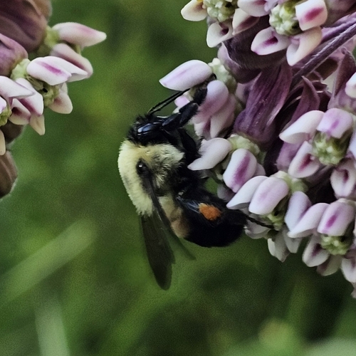 Brown-belted Bumble Bee