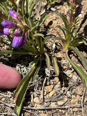 Penstemon hallii, photograph author not stated, no rights reserved