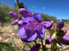 Penstemon hallii