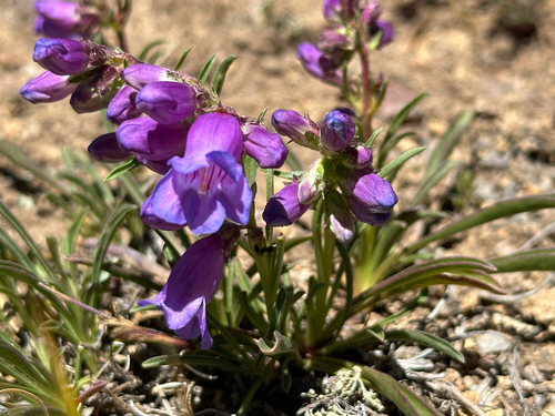 Penstemon hallii, photograph 1