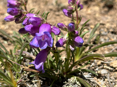 Penstemon hallii, photograph author not stated, no rights reserved