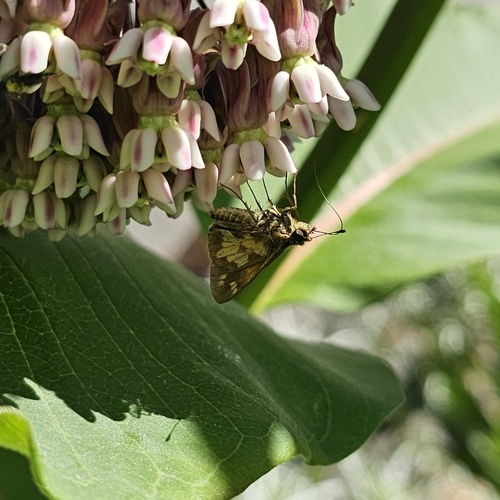 Peck's Skipper