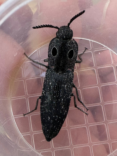 iNaturalist observation photo of Western Eyed Click Beetle