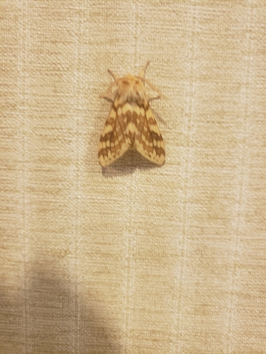 Spotted Tussock Moth