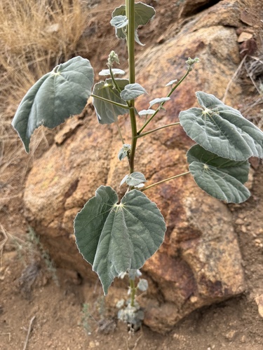 Abutilon reventum, photograph 4