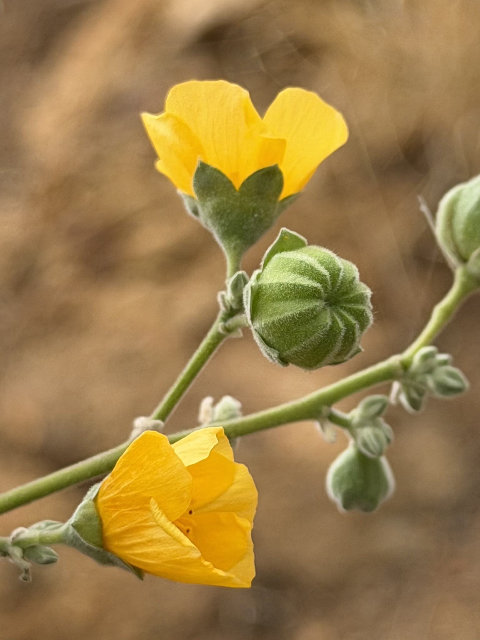 Abutilon reventum S.Watson