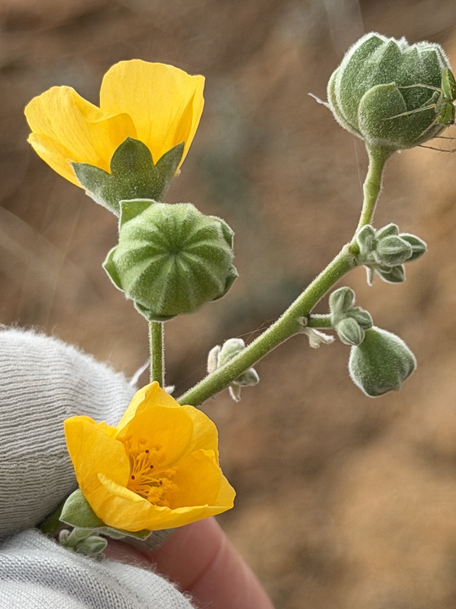 Abutilon reventum S.Watson 2