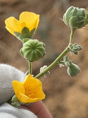 (c) Daniel McNair, some rights reserved (CC BY) Abutilon reventum, photograph (c) Daniel McNair, some rights reserved (CC BY)