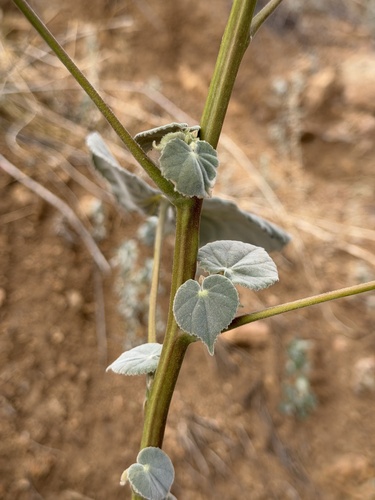 Abutilon reventum, photograph 5