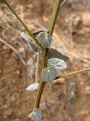 (c) Daniel McNair, some rights reserved (CC BY) Abutilon reventum, photograph (c) Daniel McNair, some rights reserved (CC BY)
