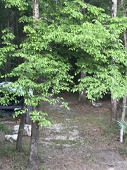 Tilia americana americana