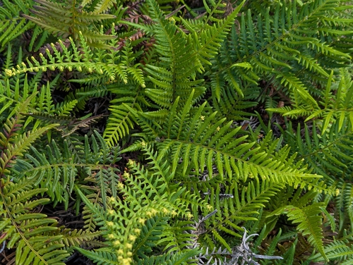 Pityrogramma austroamericana observed 2026-06-17