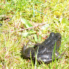 Lithobates clamitans