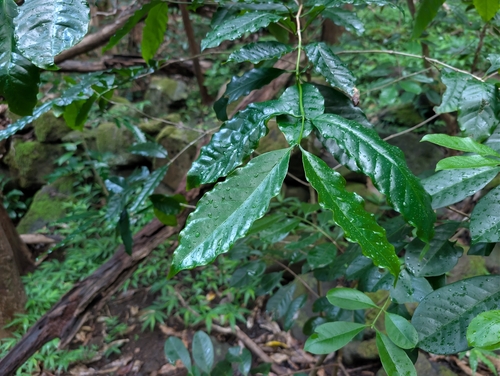 Coffea arabica