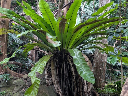 Asplenium nidus, 2026-06-17