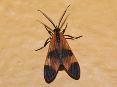 Dycladia