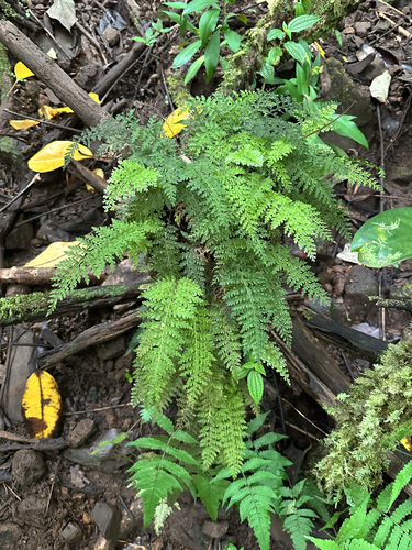 Vandenboschia davallioides observed 2026-06-17