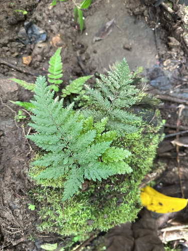 Vandenboschia cyrtotheca observed 2026-06-17
