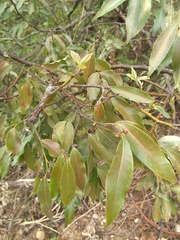 Litsea glaucescens