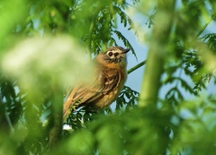 Polystictus pectoralis
