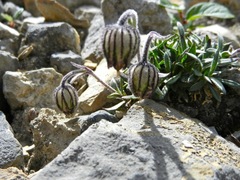 Silene uralensis
