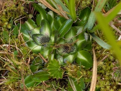 Eryngium humile, photograph (c) Emma Oxford, some rights reserved (CC BY)