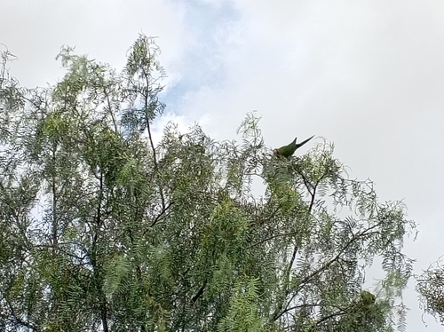 Mitred Parakeet