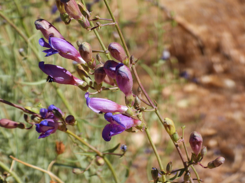 Penstemon incertus