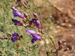 Penstemon incertus