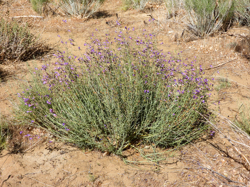 Penstemon incertus, photograph 1