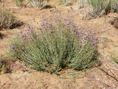 (c) James M. Maley, some rights reserved (CC BY) Penstemon incertus, photograph (c) James M. Maley, some rights reserved (CC BY)