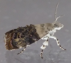 Neocaloreas leucobasis