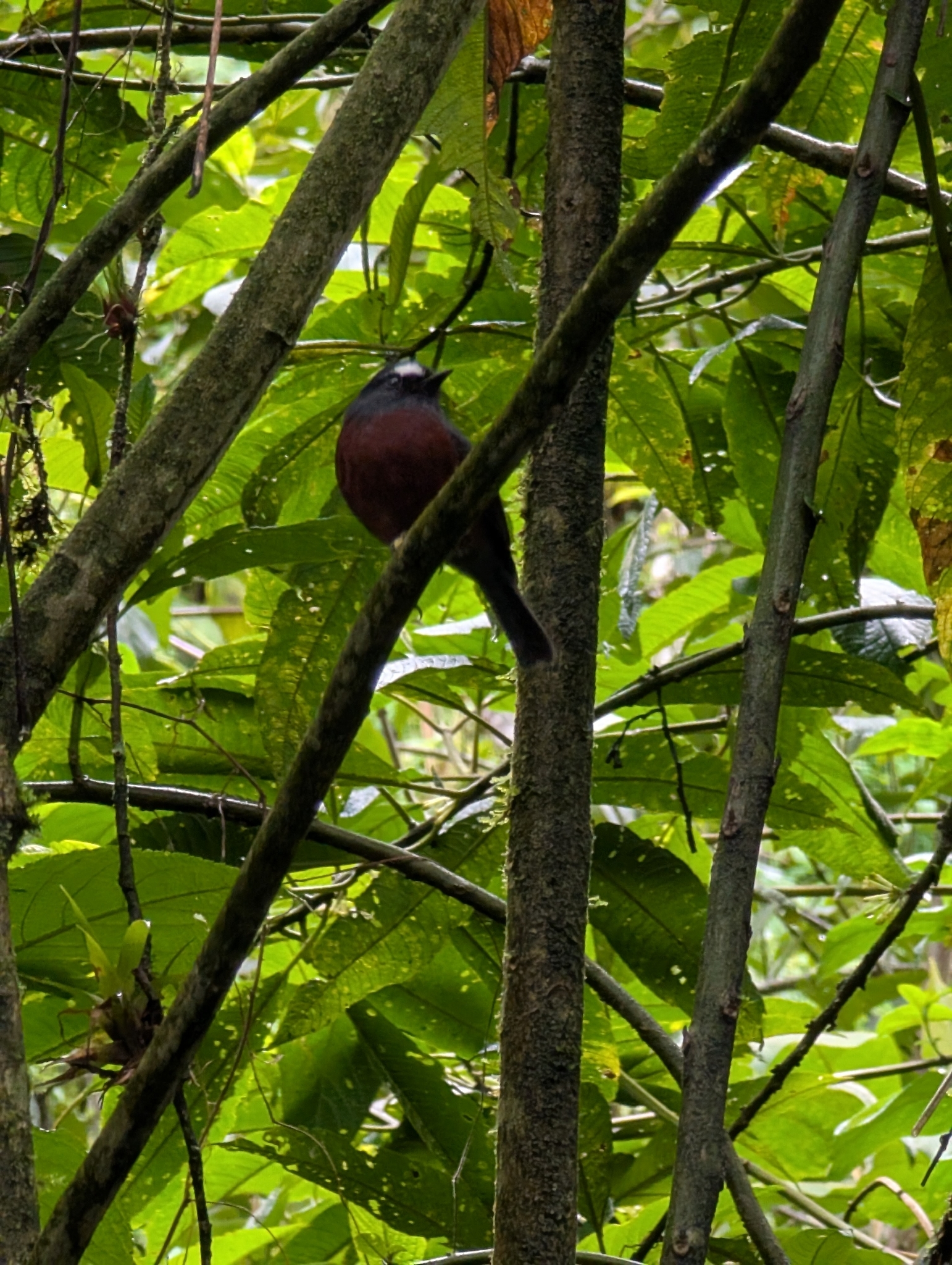 Slaty-backed Chat-Tyrant (Ochthoeca cinnamomeiventris), photo 2