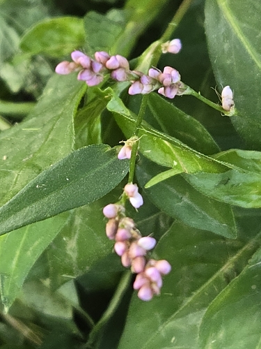 low smartweed