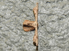 Antiplecta triangularis