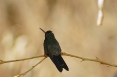 Cynanthus doubledayi