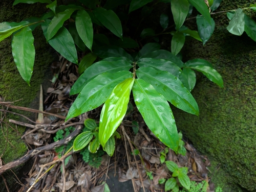 Hedychium flavescens, photograph 2